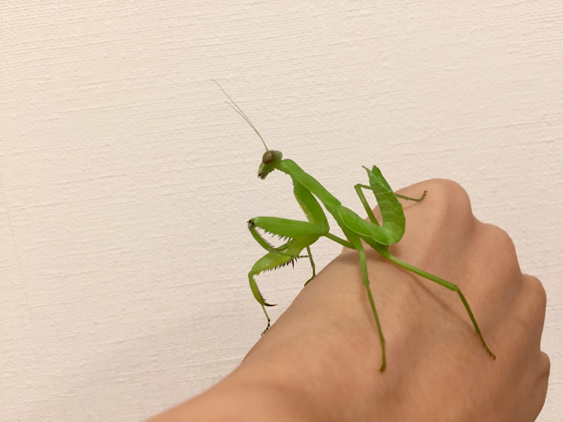虫が苦手な子どもと楽しむカマキリ飼育アイデア