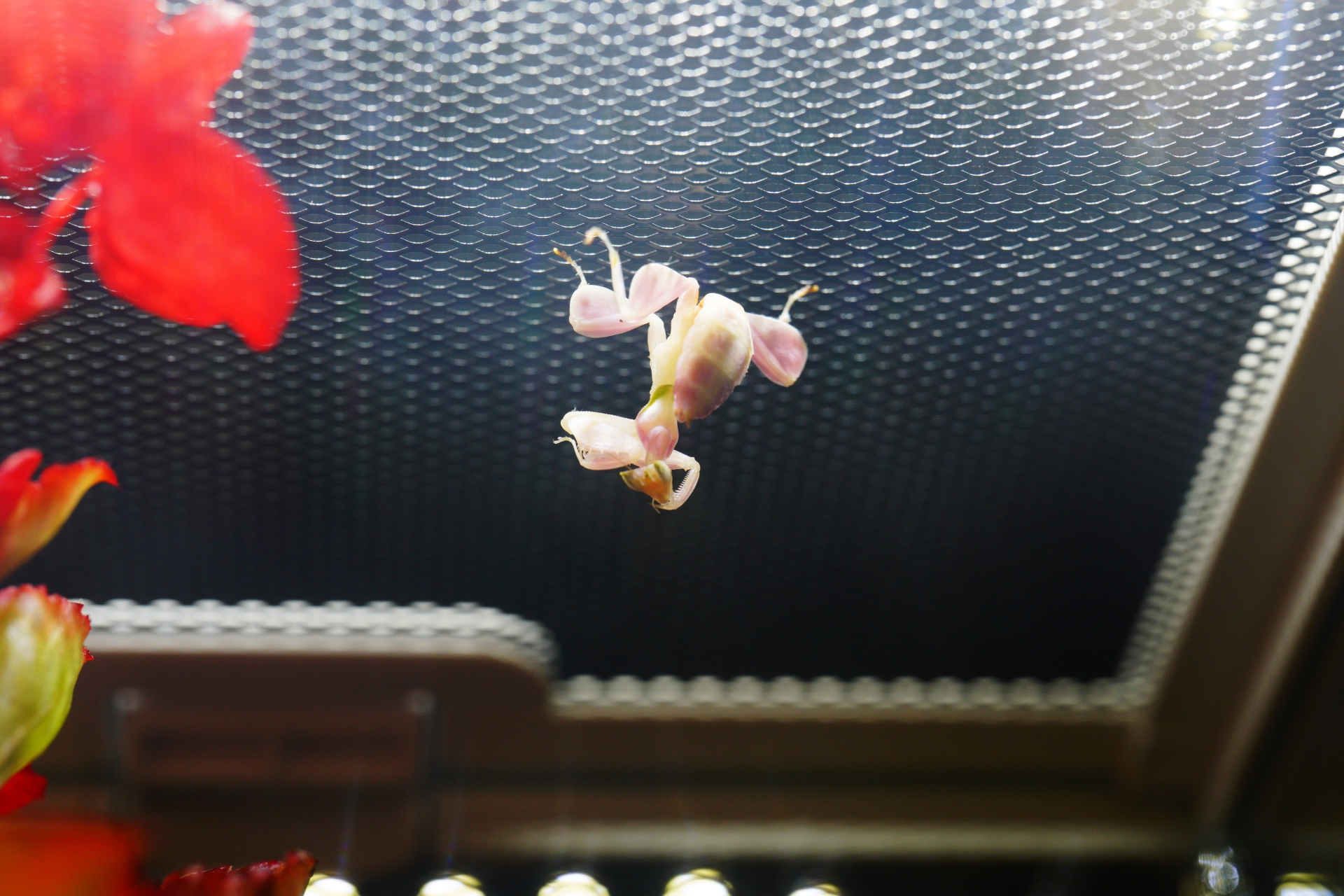 カマキリが快適に暮らせる飼育環境の整え方